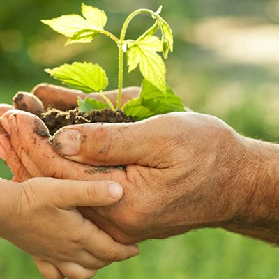 Manos De Niño Y Adulto Sosteniendo Un Plantin