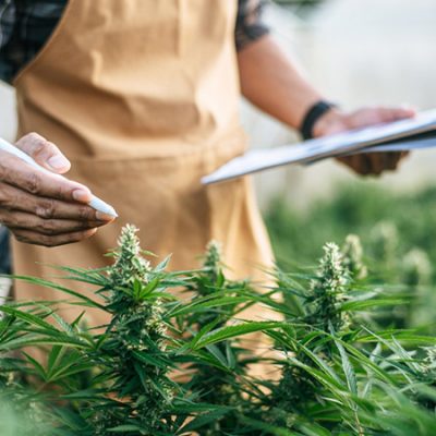 Persona Estudiando El Estado De Un Cultivo De C.